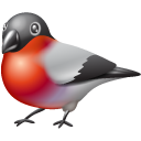 bullfinch_2
